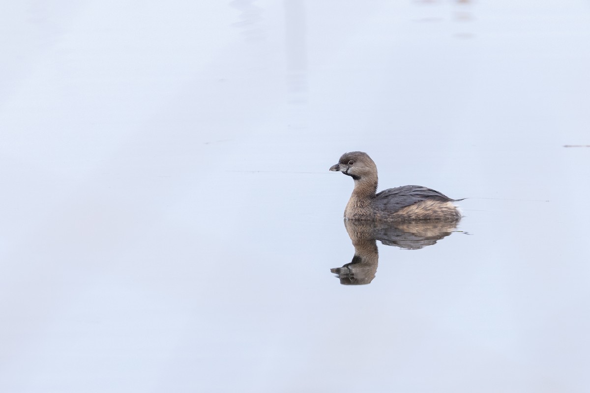 Pied-billed Grebe - ML649801579