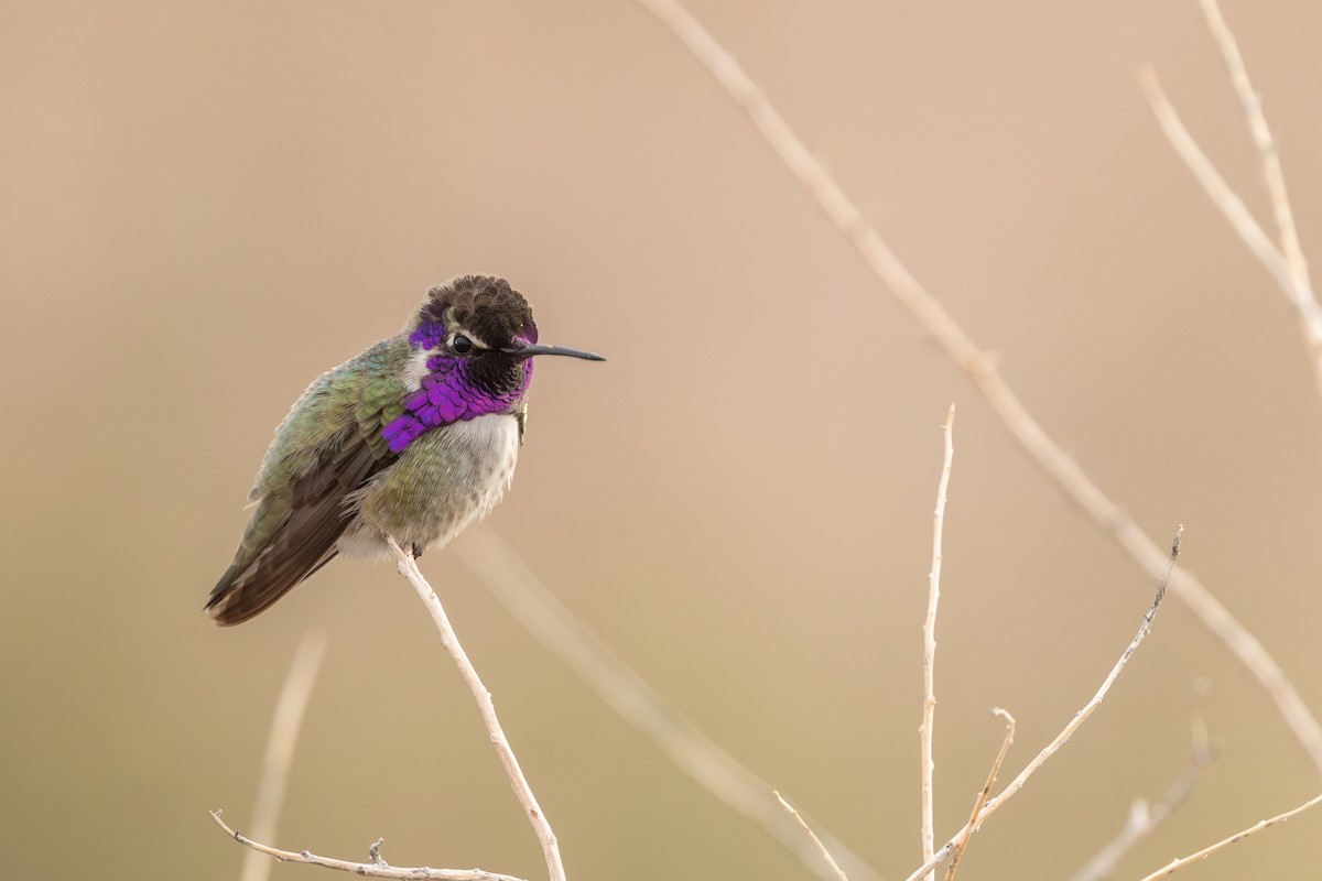 Costa's Hummingbird - ML649801828