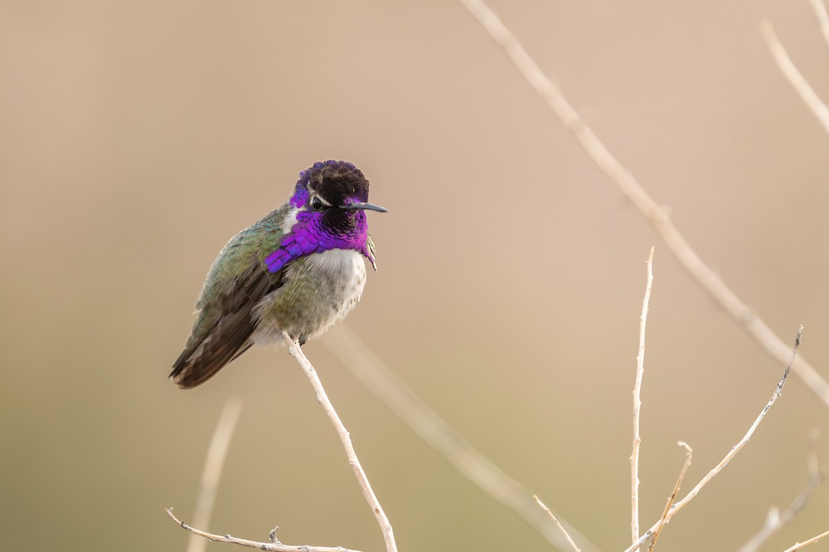 Costa's Hummingbird - ML649801829
