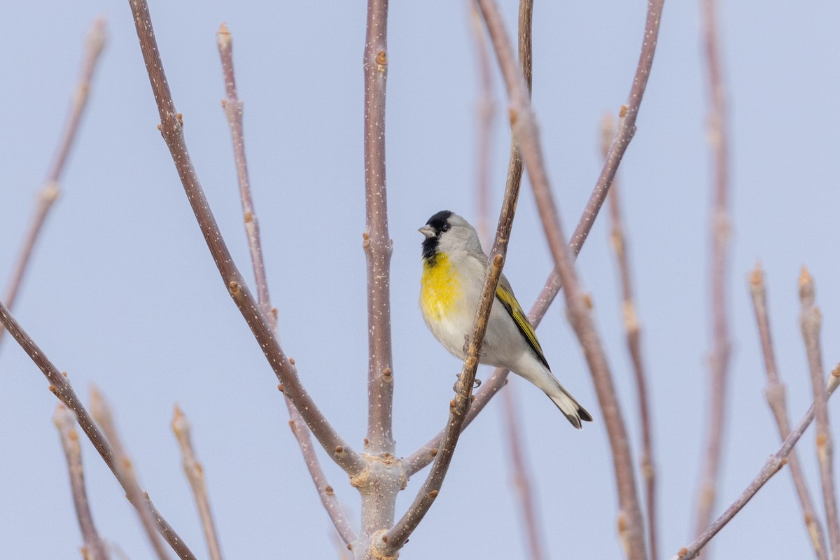 Lawrence's Goldfinch - ML649801843