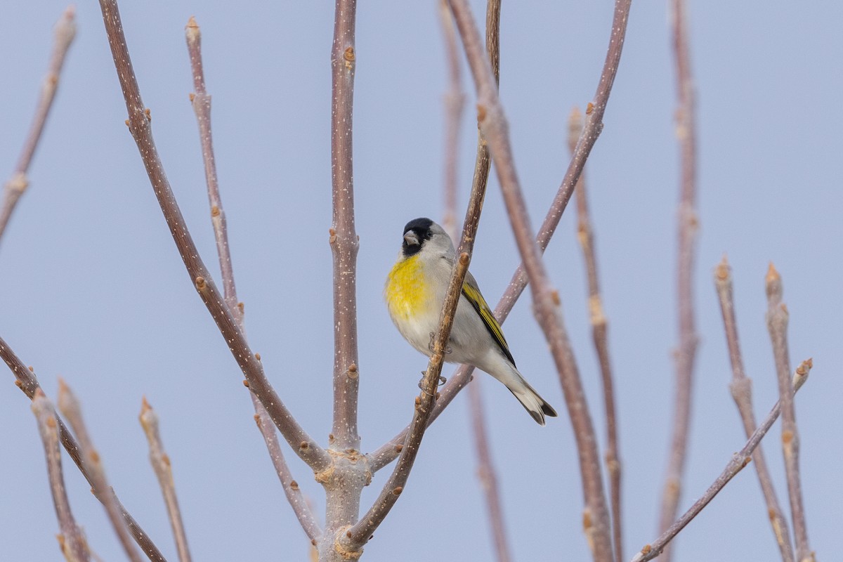Lawrence's Goldfinch - ML649801846