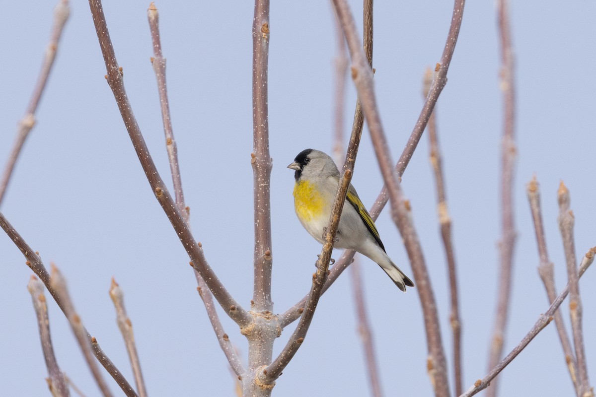 Lawrence's Goldfinch - ML649801847
