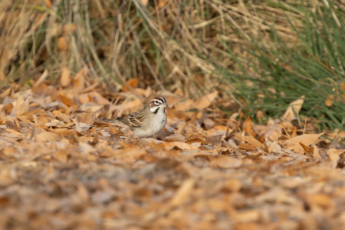 Lark Sparrow - ML649801848