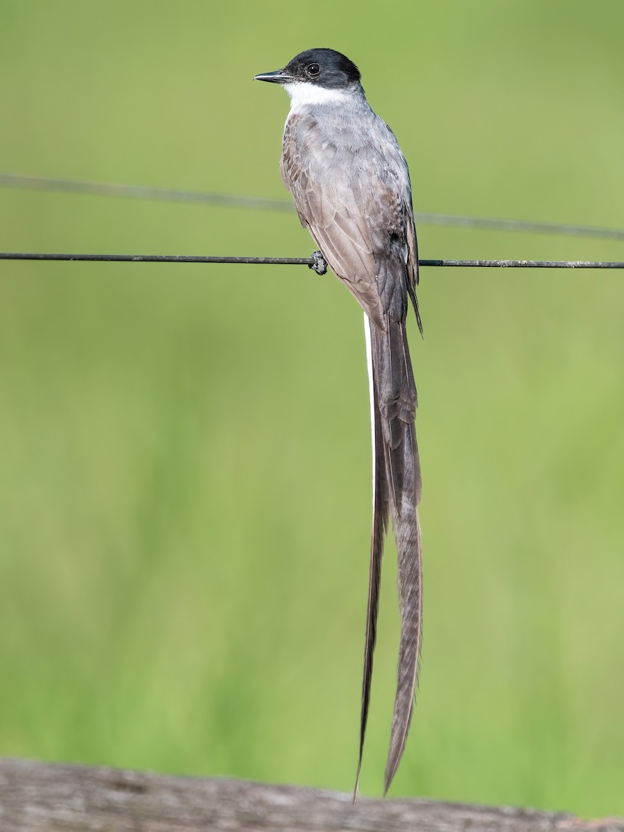 gaffeltyrann - ML649802307