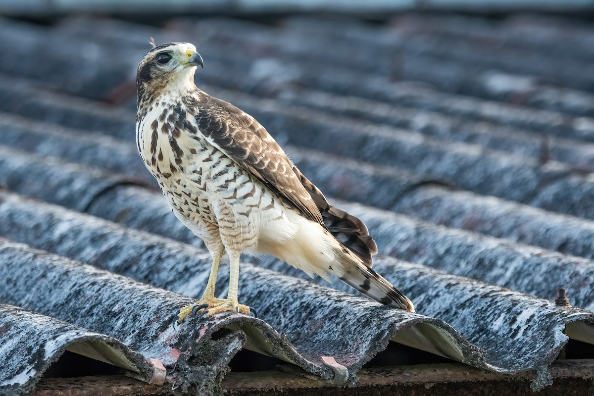 veivåk - ML649802314