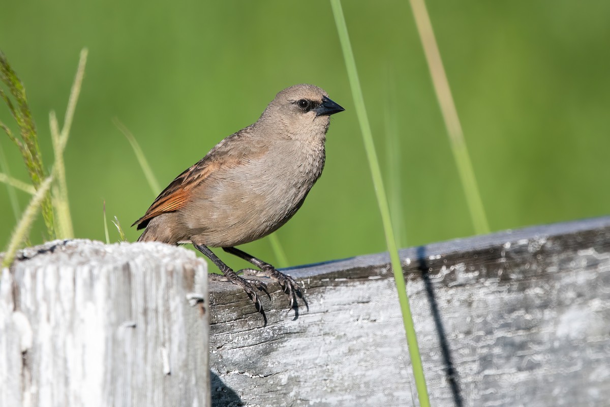 brunvingetrupial - ML649802321