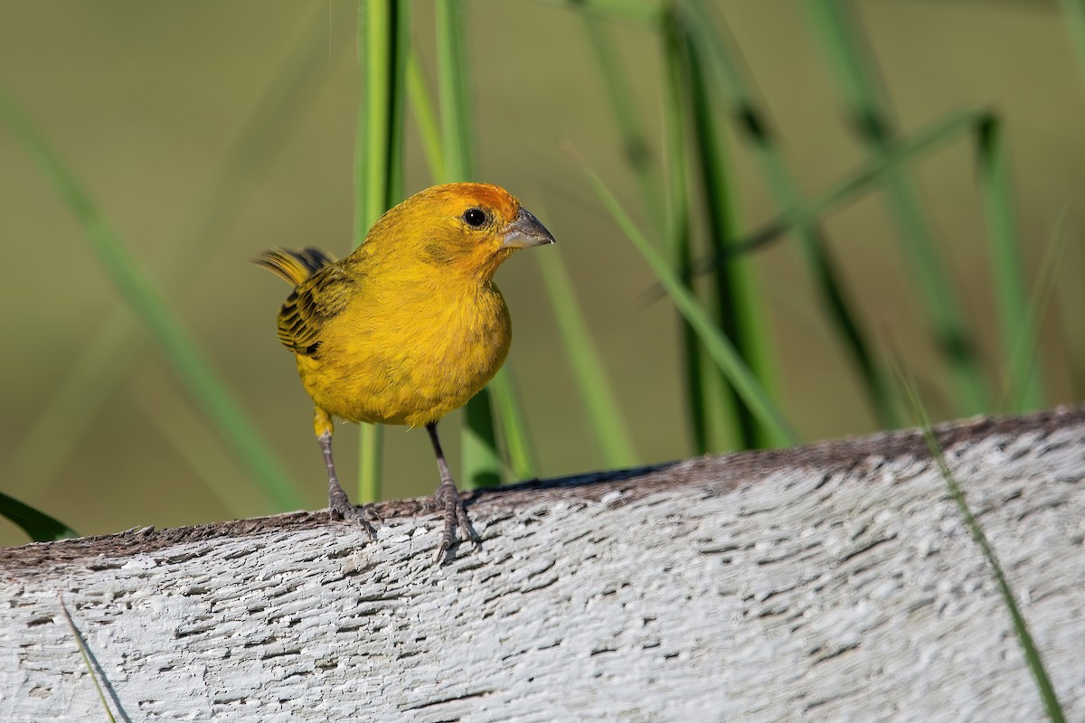 safranspurv - ML649802325