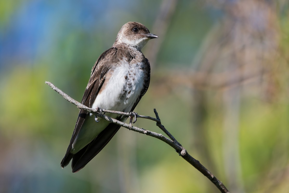 taperasvale - ML649802330