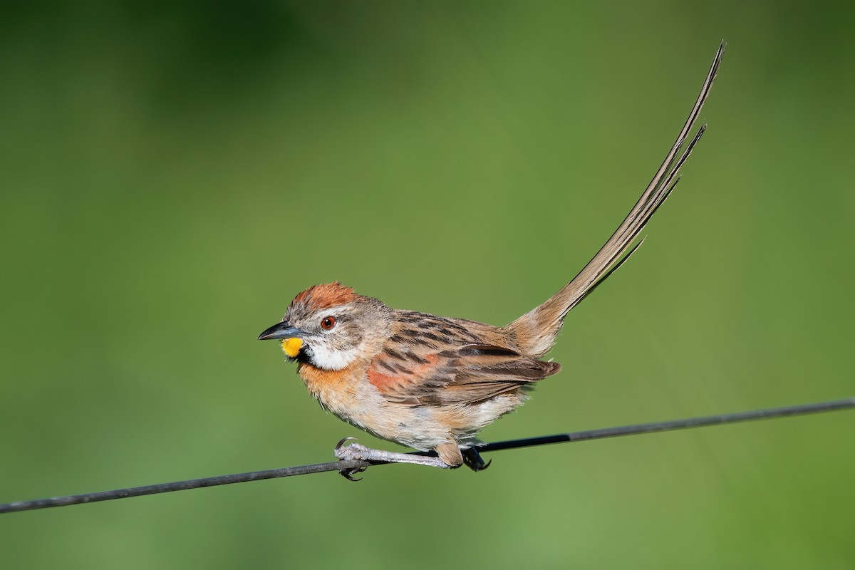 stråstjert - ML649802333