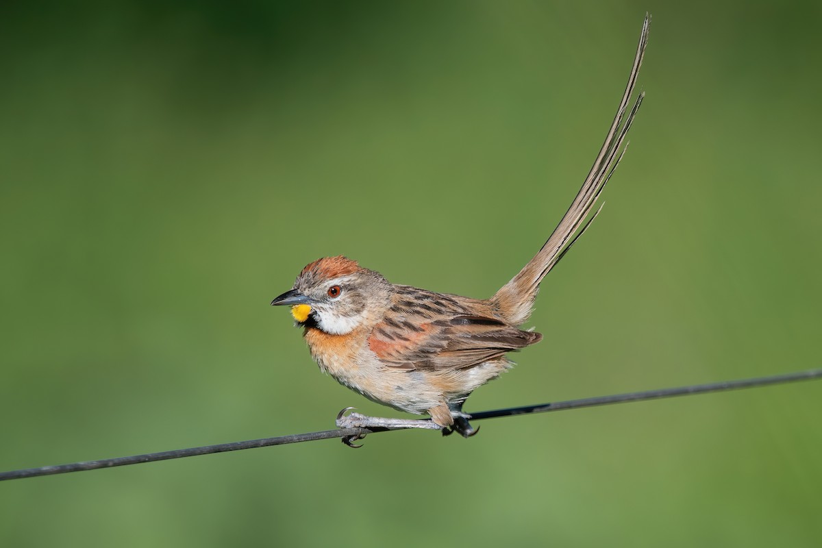 stråstjert - ML649802334