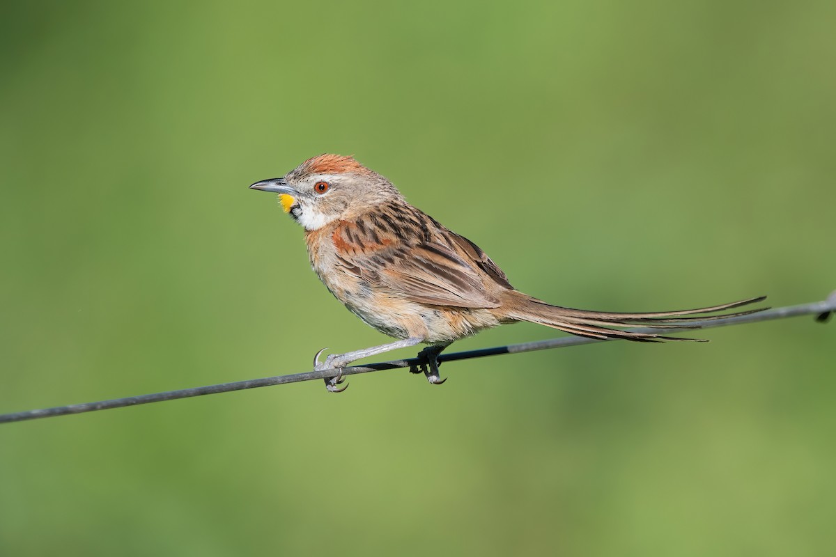 stråstjert - ML649802335