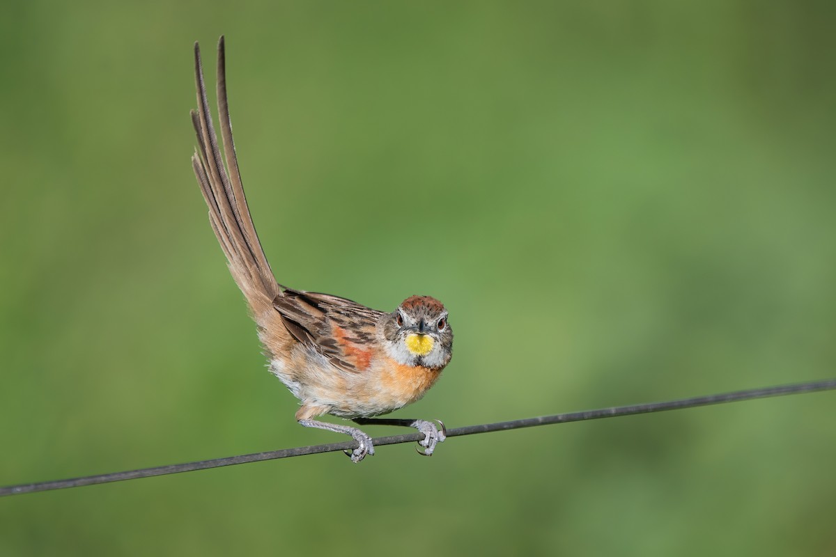 stråstjert - ML649802336