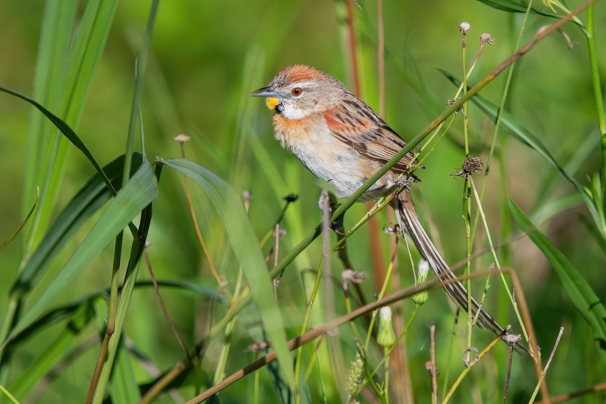 stråstjert - ML649802337