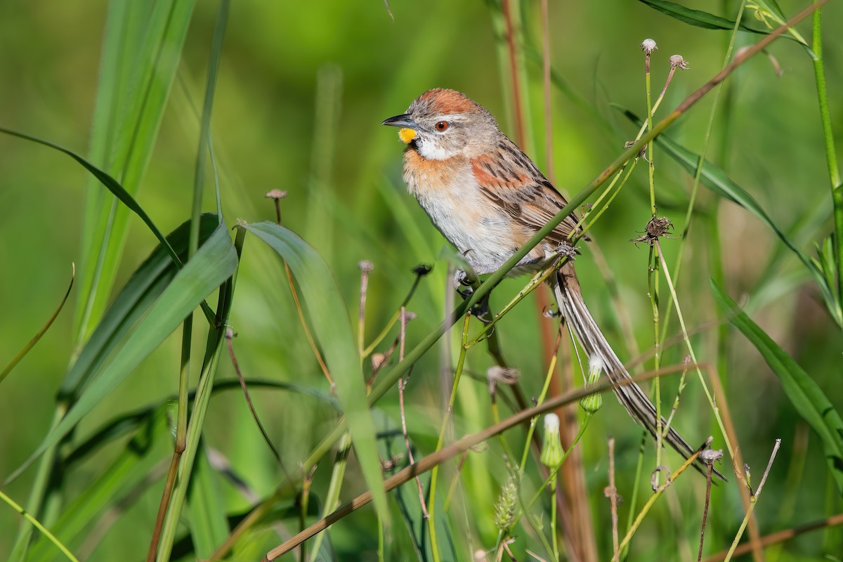 stråstjert - ML649802338