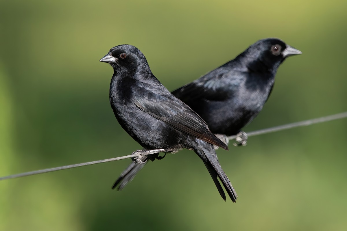 skriketrupial - ML649802346