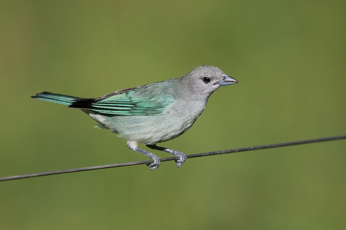 sayacatanagar - ML649802385