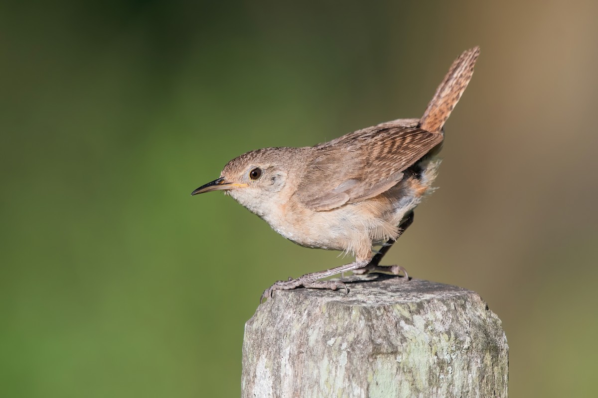 musesmett - ML649802388