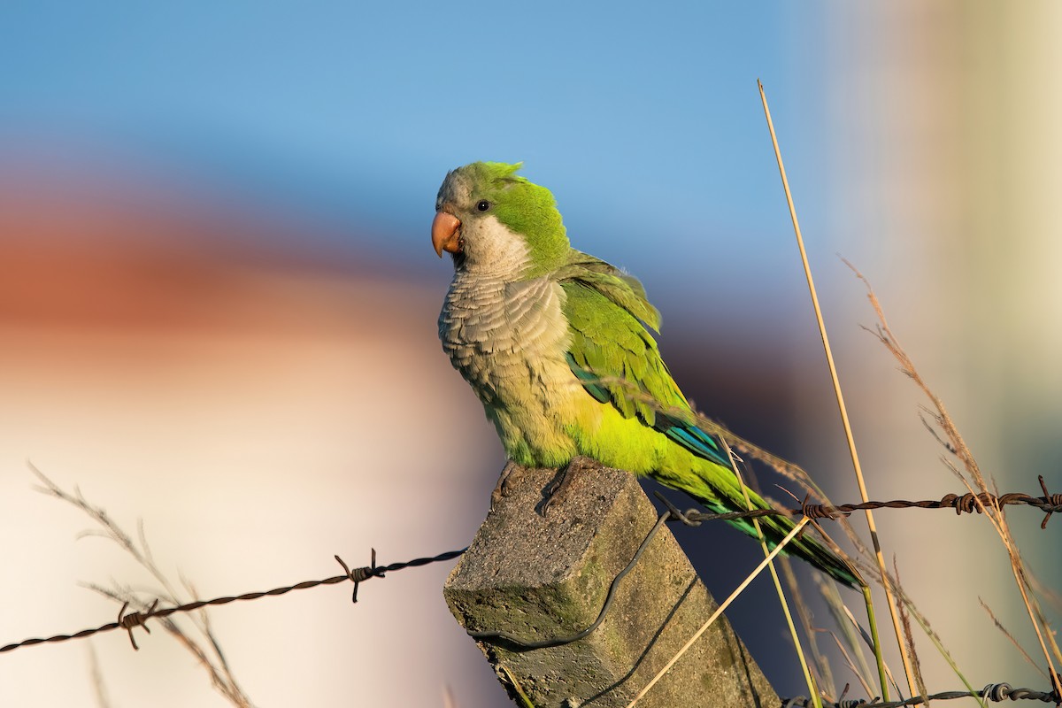 munkeparakitt - ML649802397