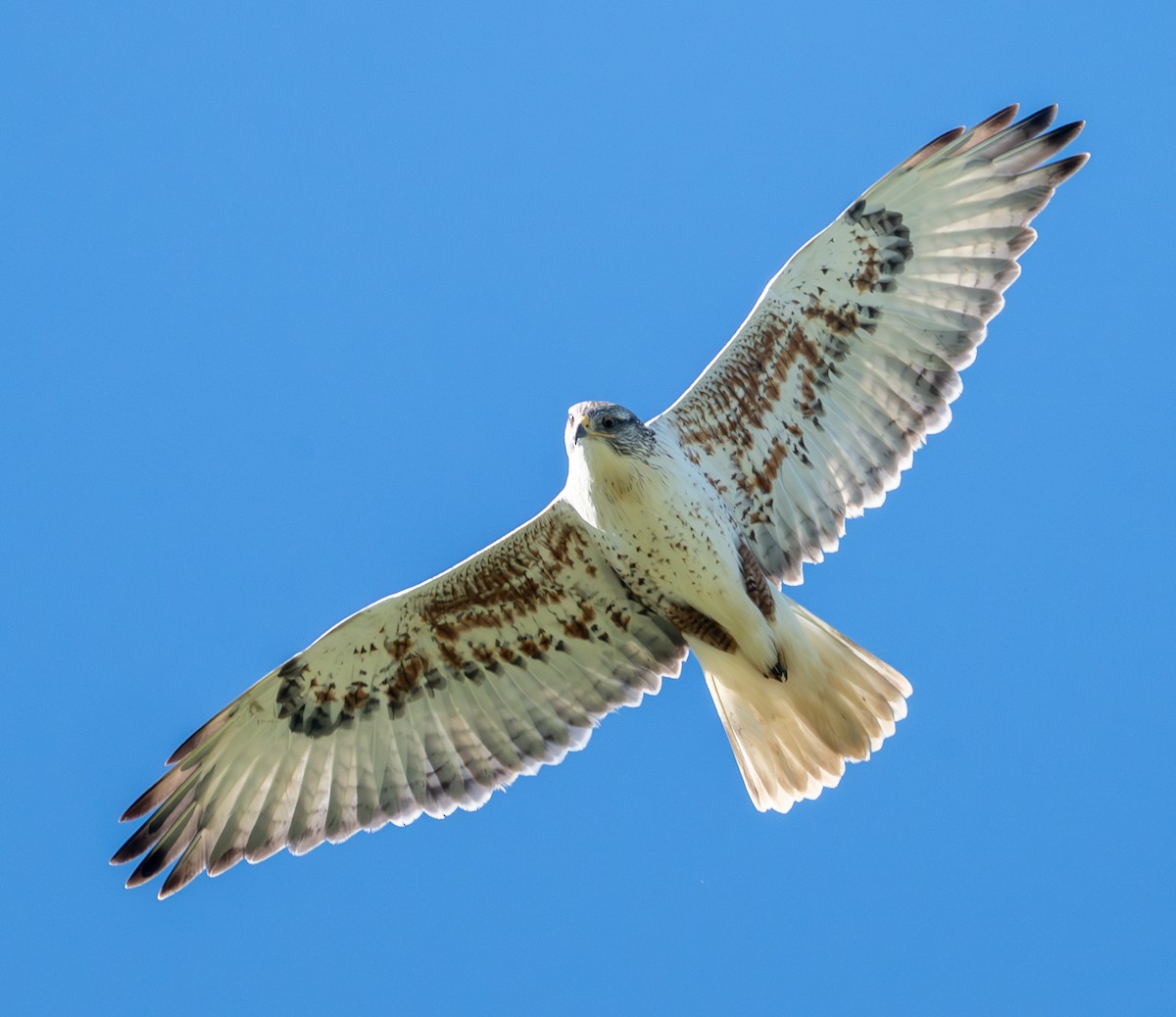 Ferruginous Hawk - ML649802489