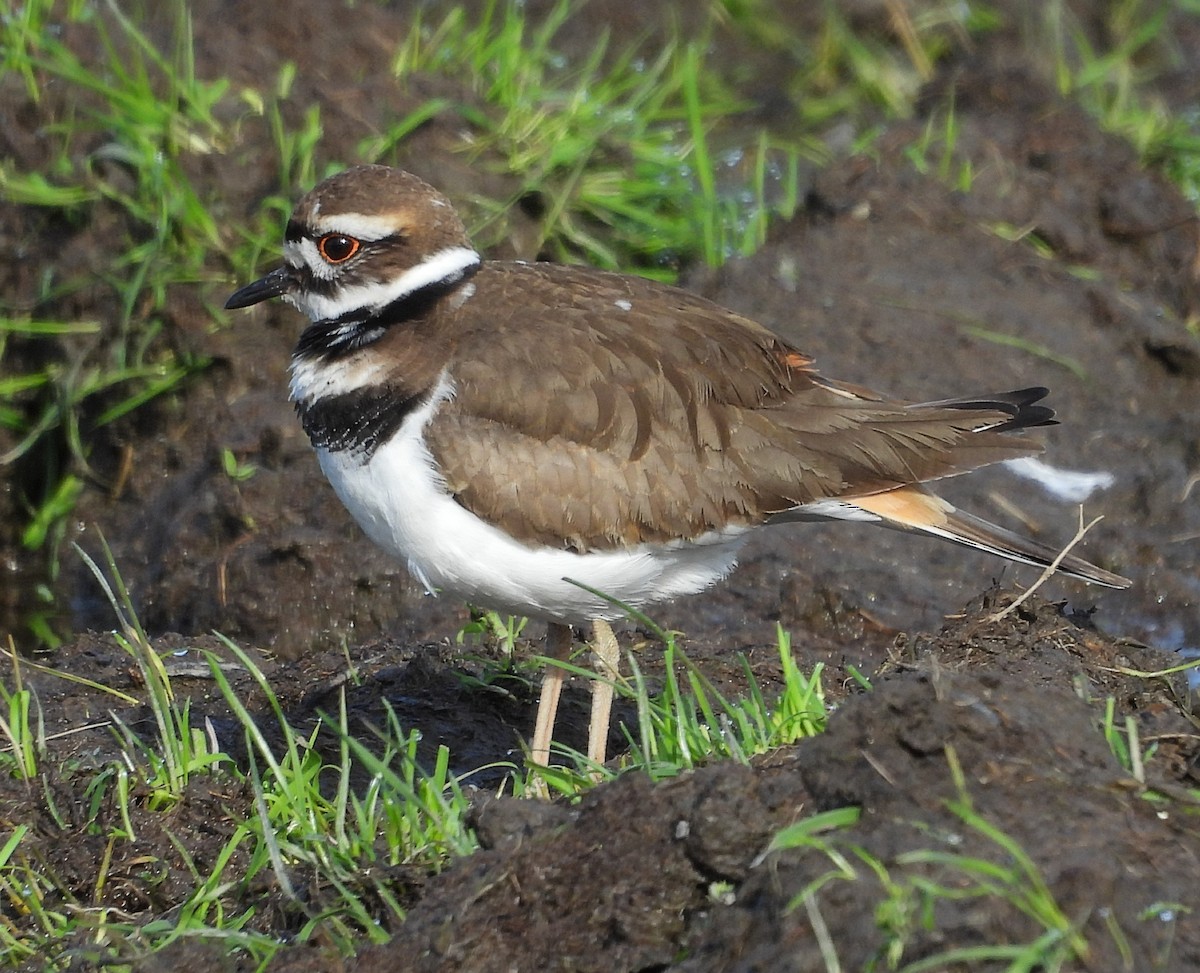 Killdeer - ML649802926