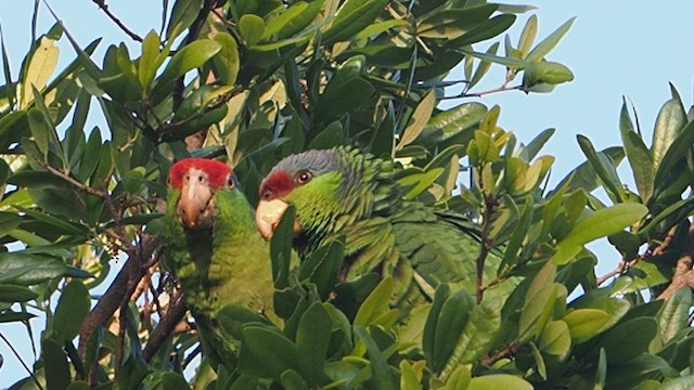 Lilac-crowned Amazon - ML649802928