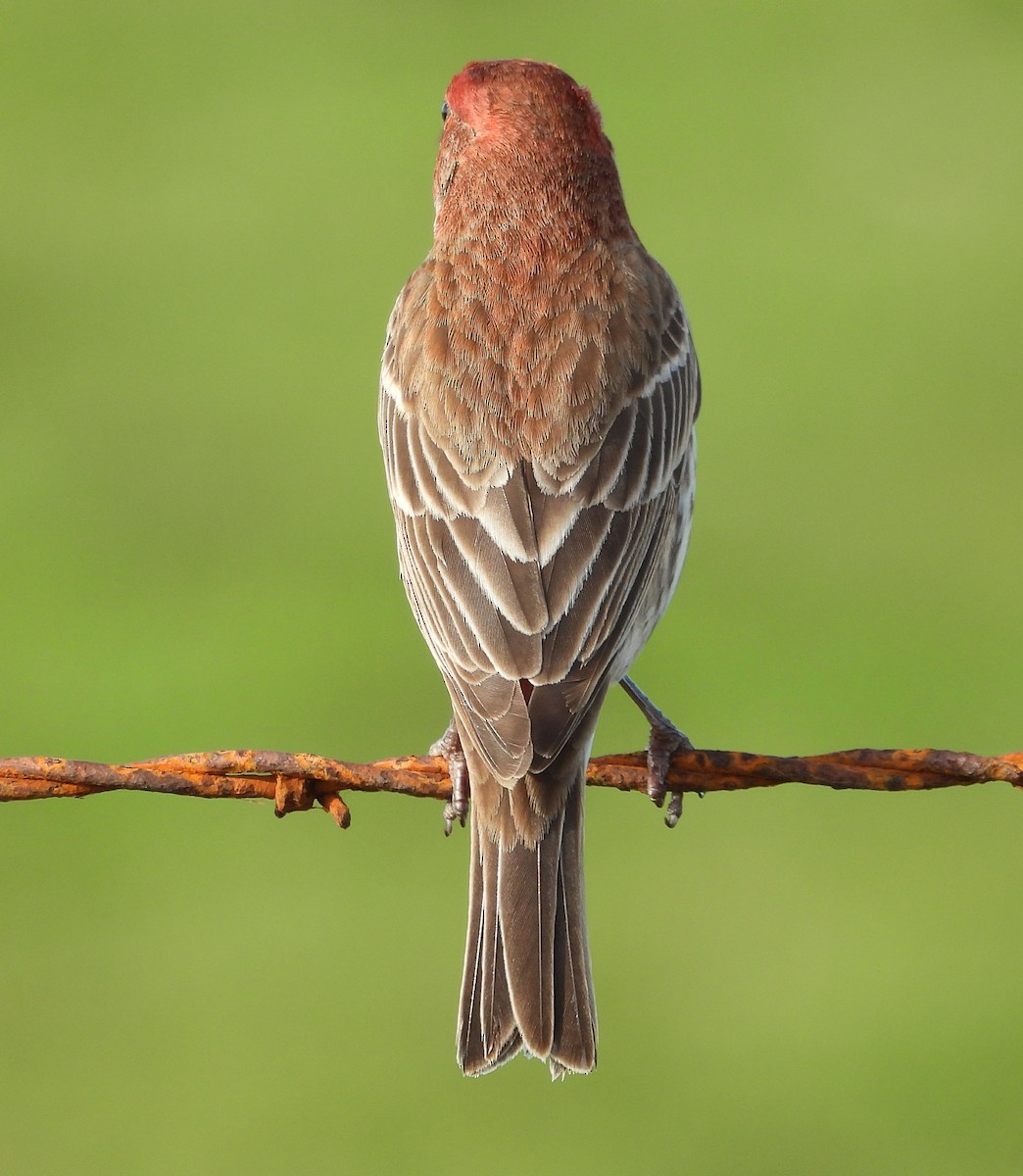 House Finch - ML649802942