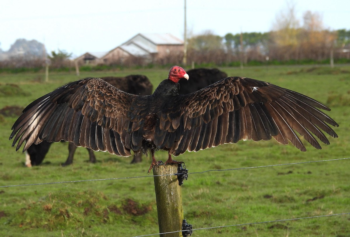 Turkey Vulture - ML649803279