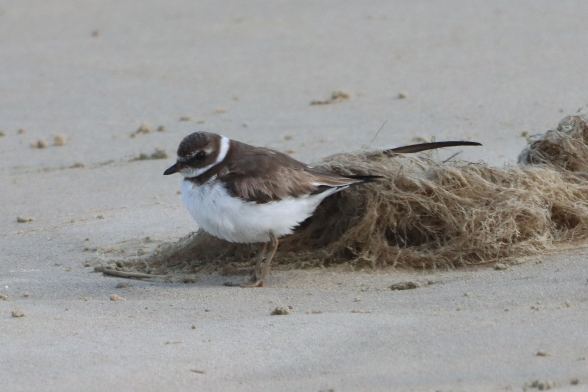 eBird Checklist - 28 Jan 2026 - Rudee Inlet - 15 species