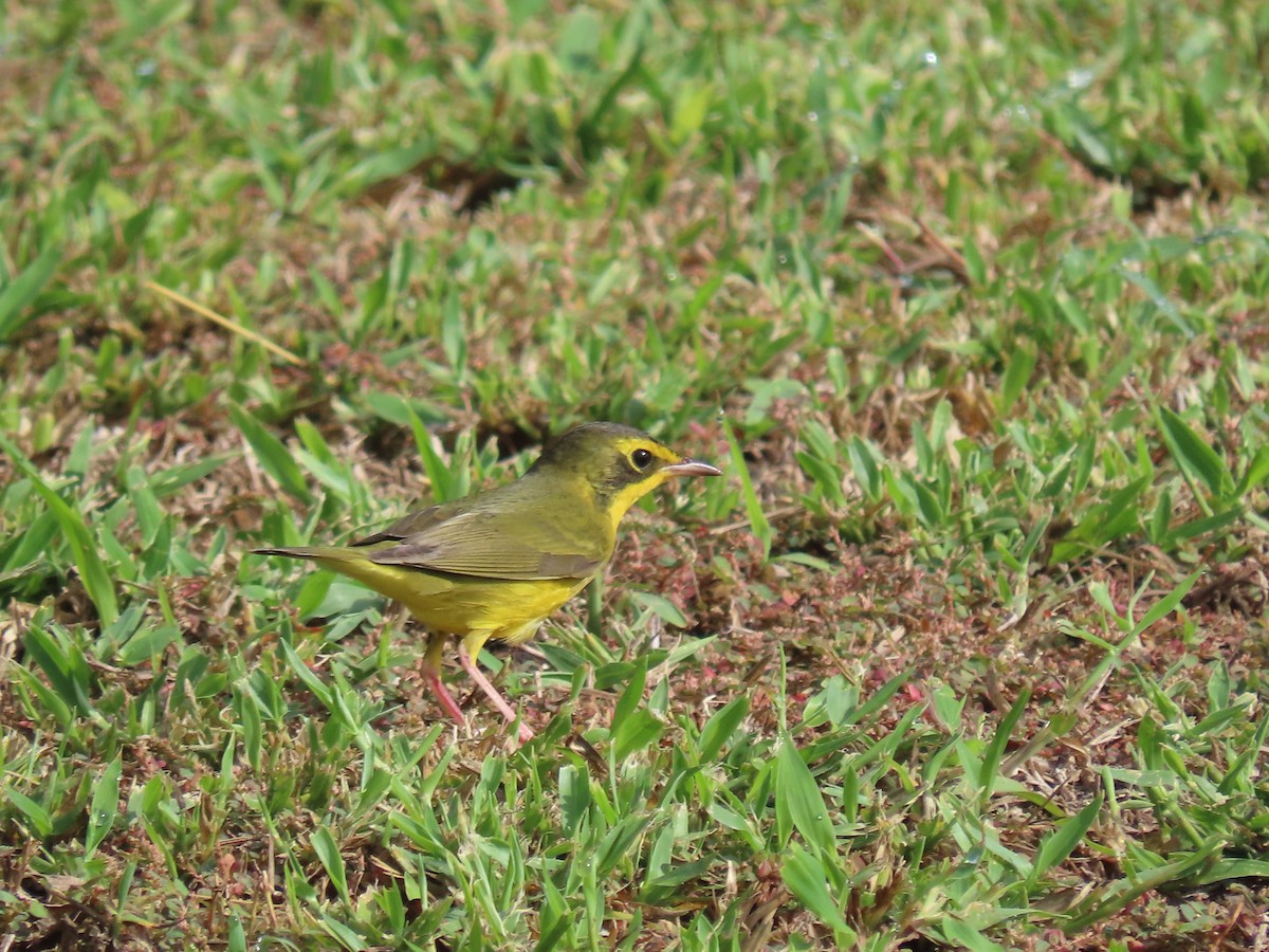 Reinita de Kentucky - ML649804194