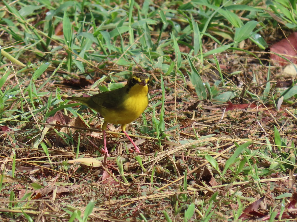 Reinita de Kentucky - ML649804196