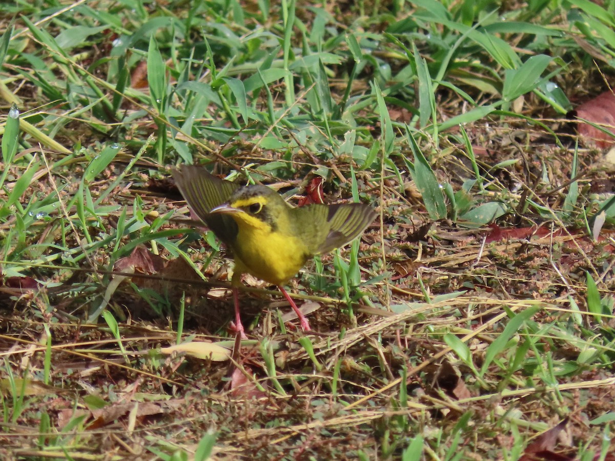 Reinita de Kentucky - ML649804197