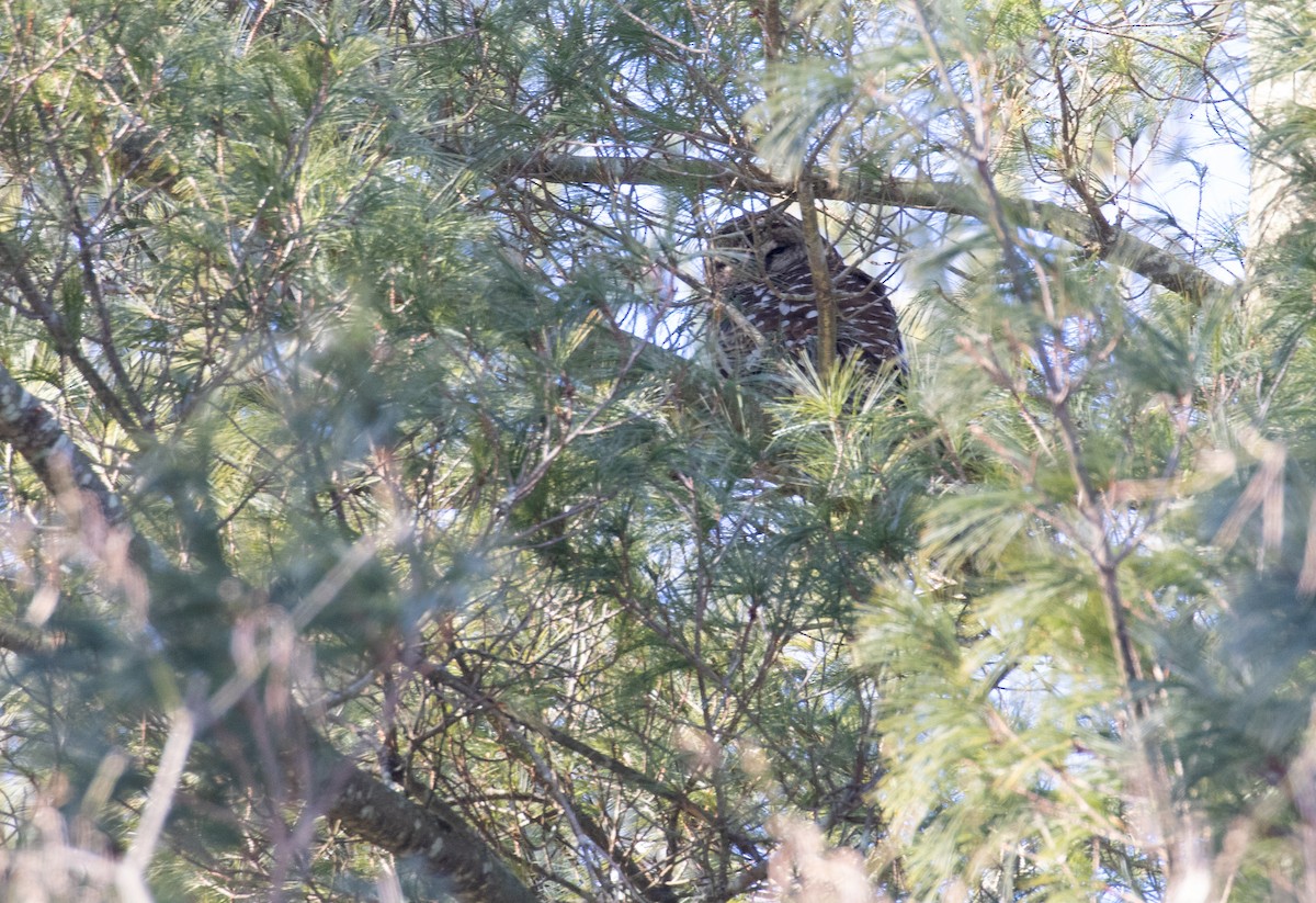 høvdingugle - ML649804517