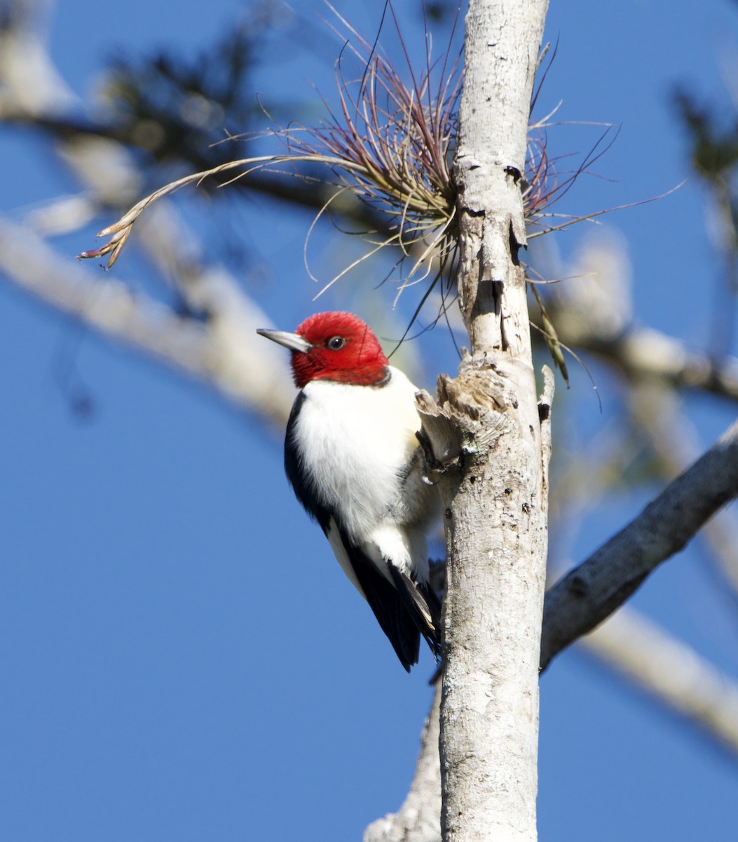 Красноголовый дятел - ML649804662