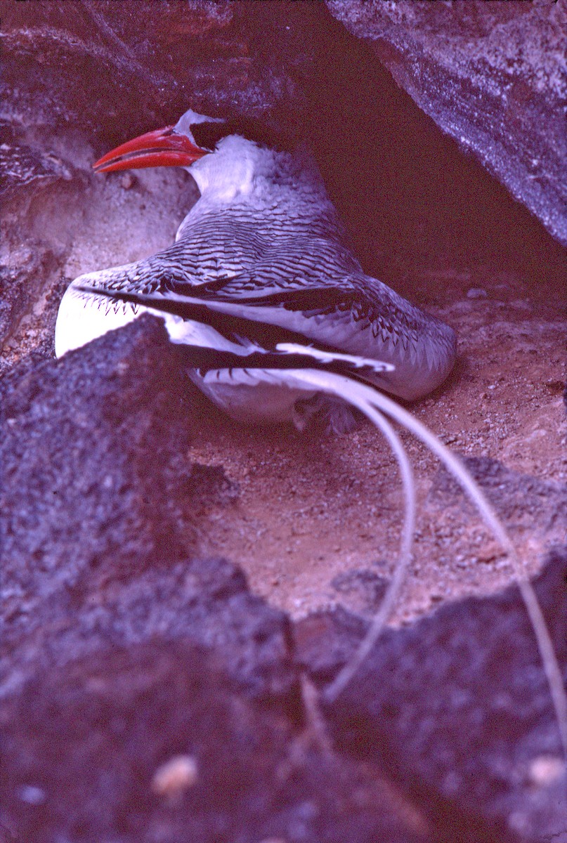 Фаетон червонодзьобий - ML649804682