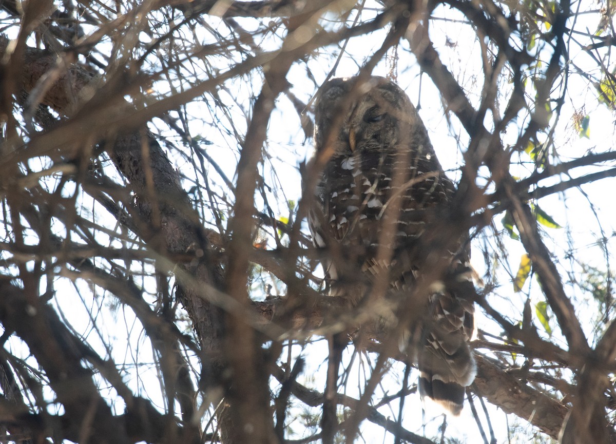 høvdingugle - ML649804895