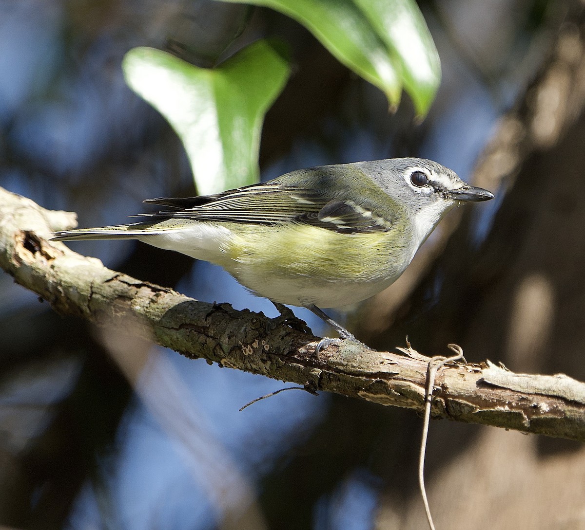 Сероголовый виреон - ML649804943