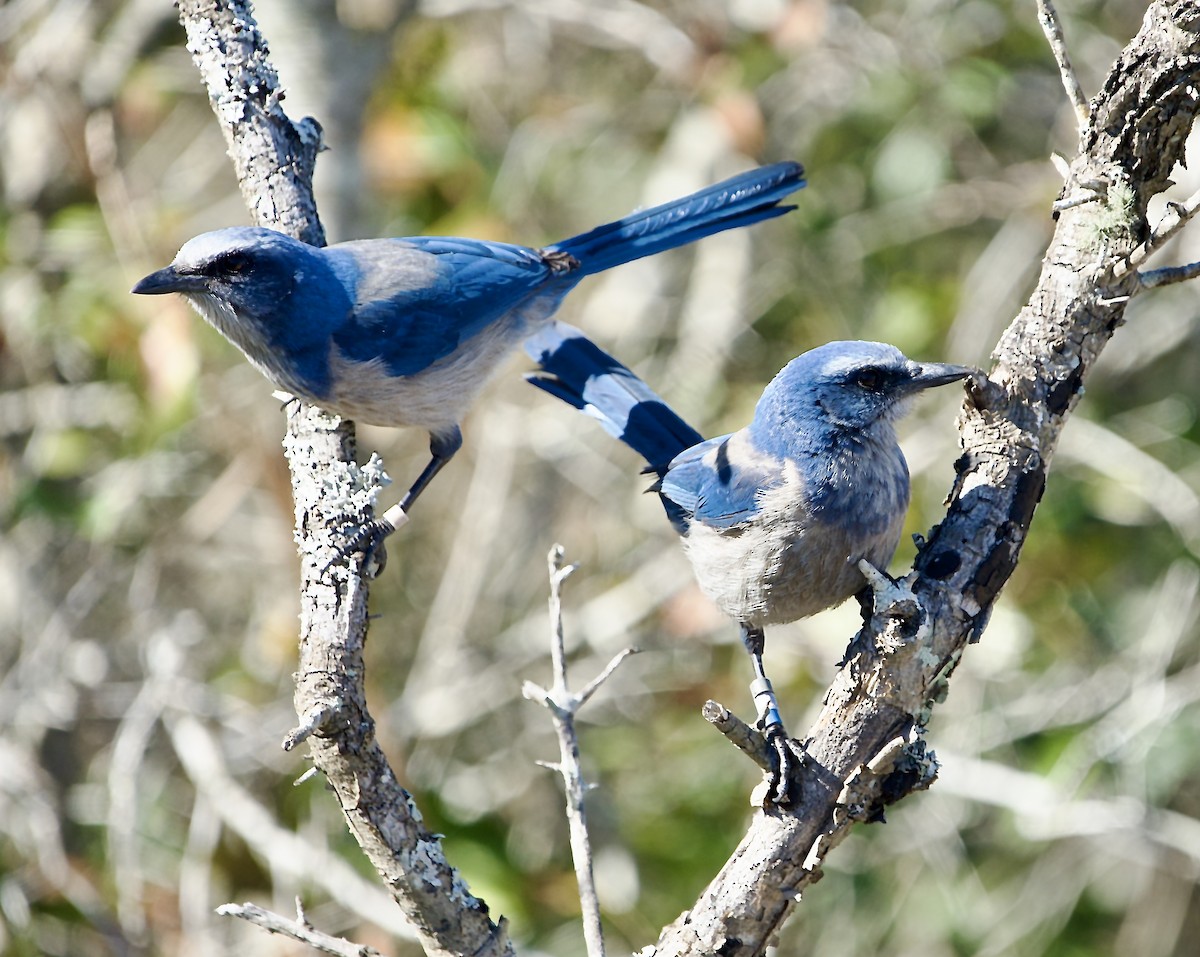 Флоридская сойка - ML649804952