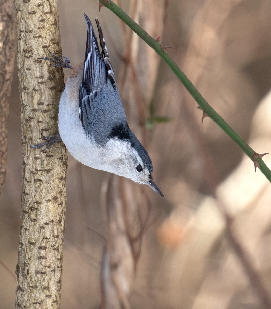 hvitbrystspettmeis - ML649805032