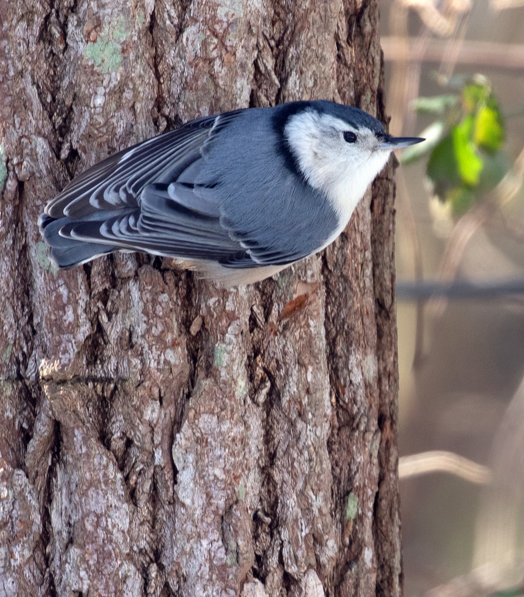 hvitbrystspettmeis - ML649805033