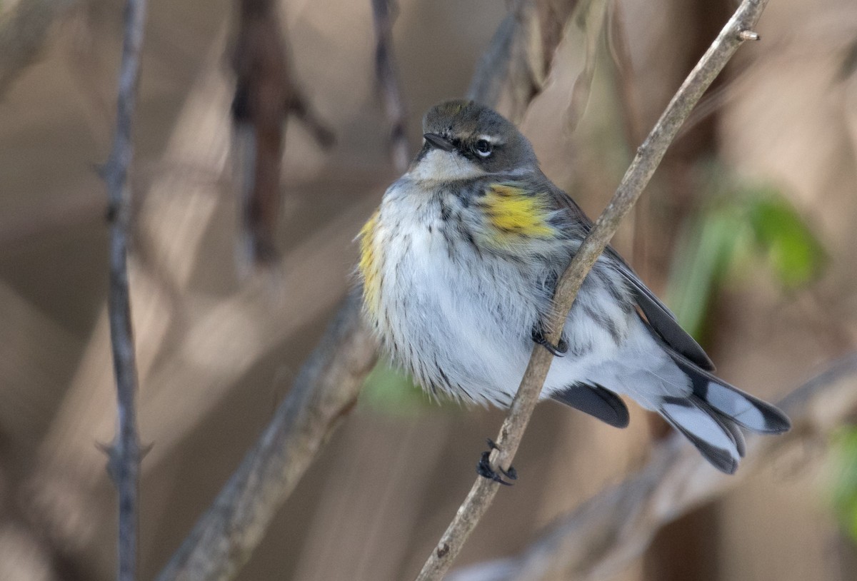 myrteparula (coronata) - ML649805047