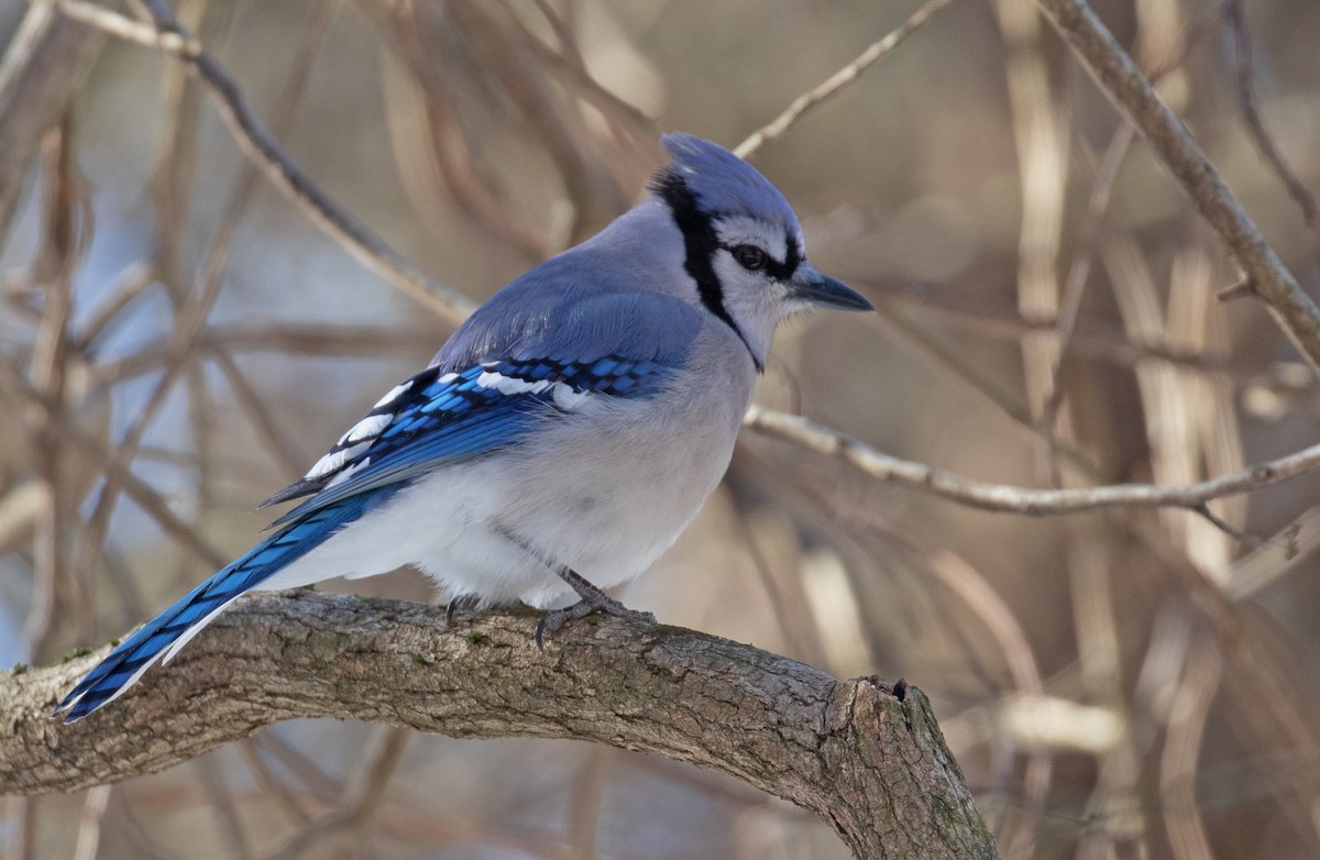 blåskrike - ML649805059