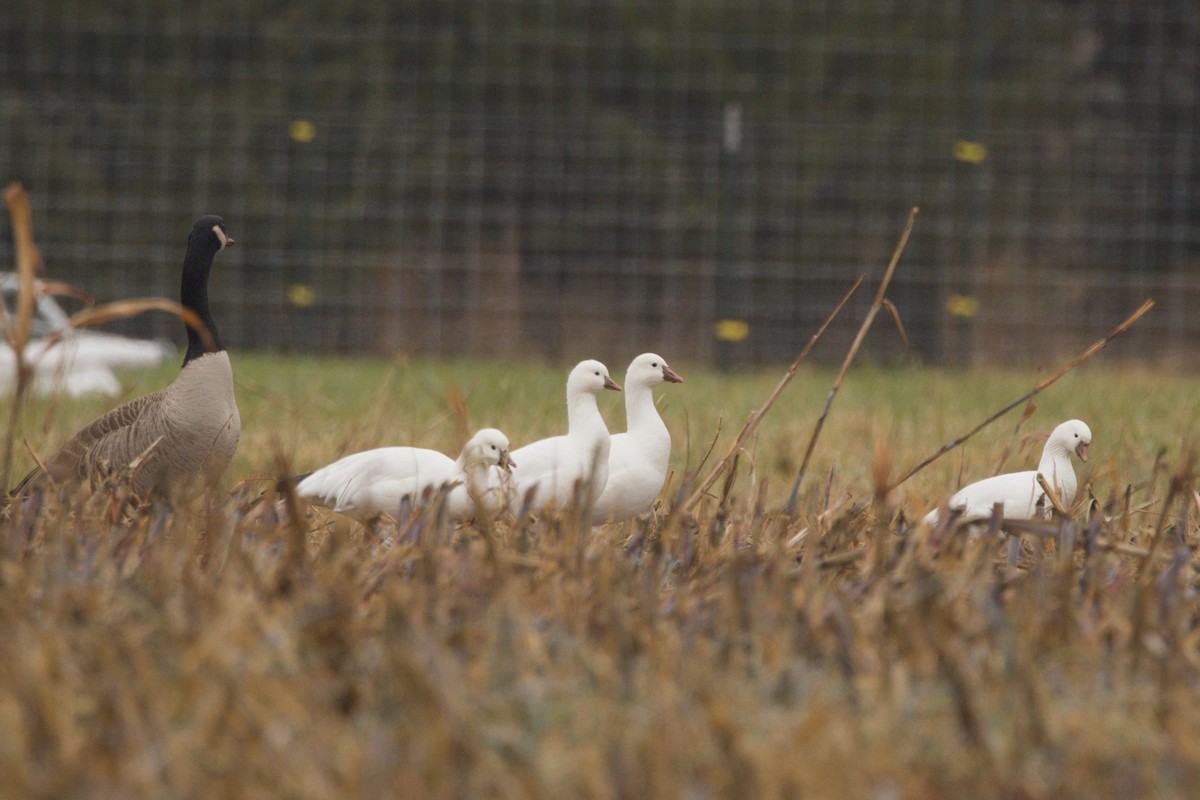 Ánsar de Ross - ML649805370