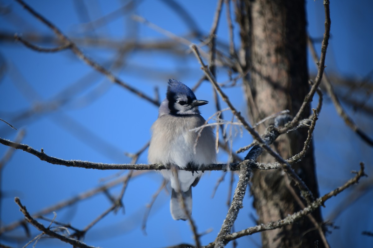 Blue Jay - ML649805833