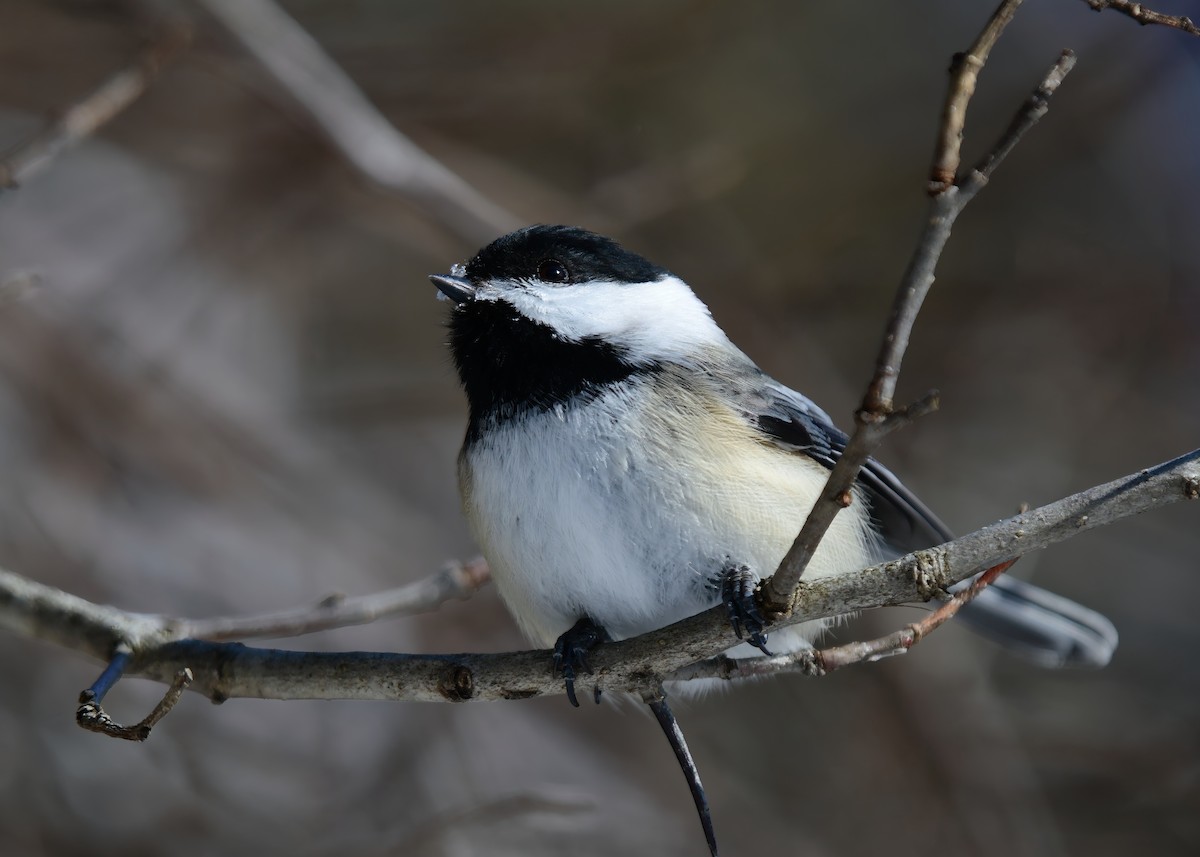 Black-capped Chickadee - ML649805945