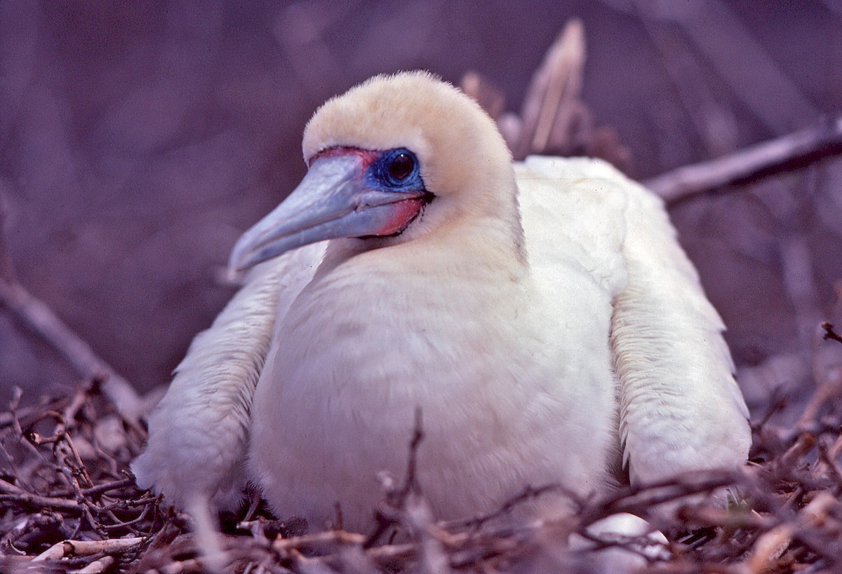 Сула червононога - ML649806202