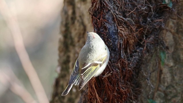 Ruby-crowned Kinglet - ML649806352