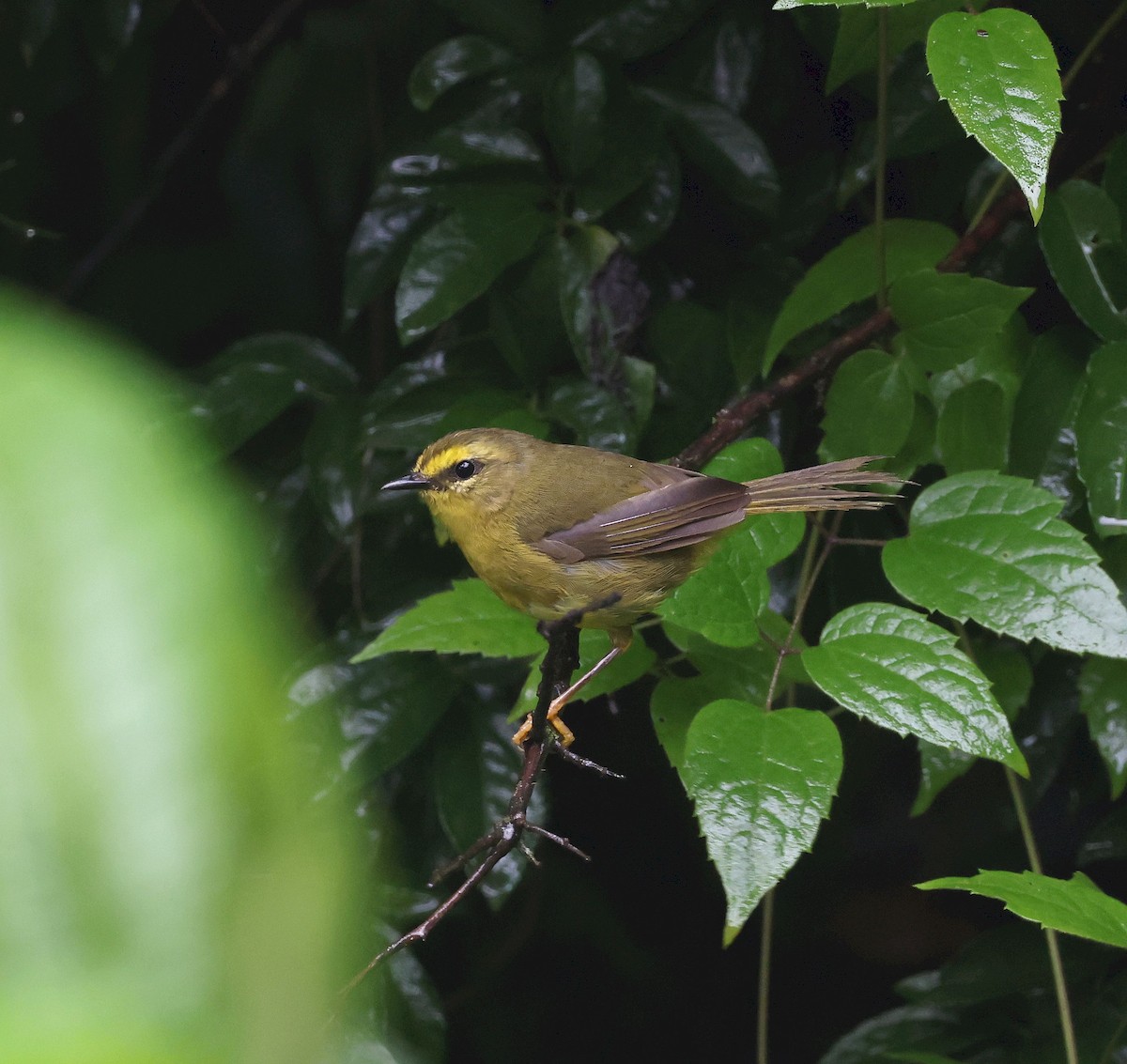 Pale-legged Warbler - ML649806367