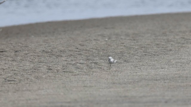 White-faced Plover - ML649806389