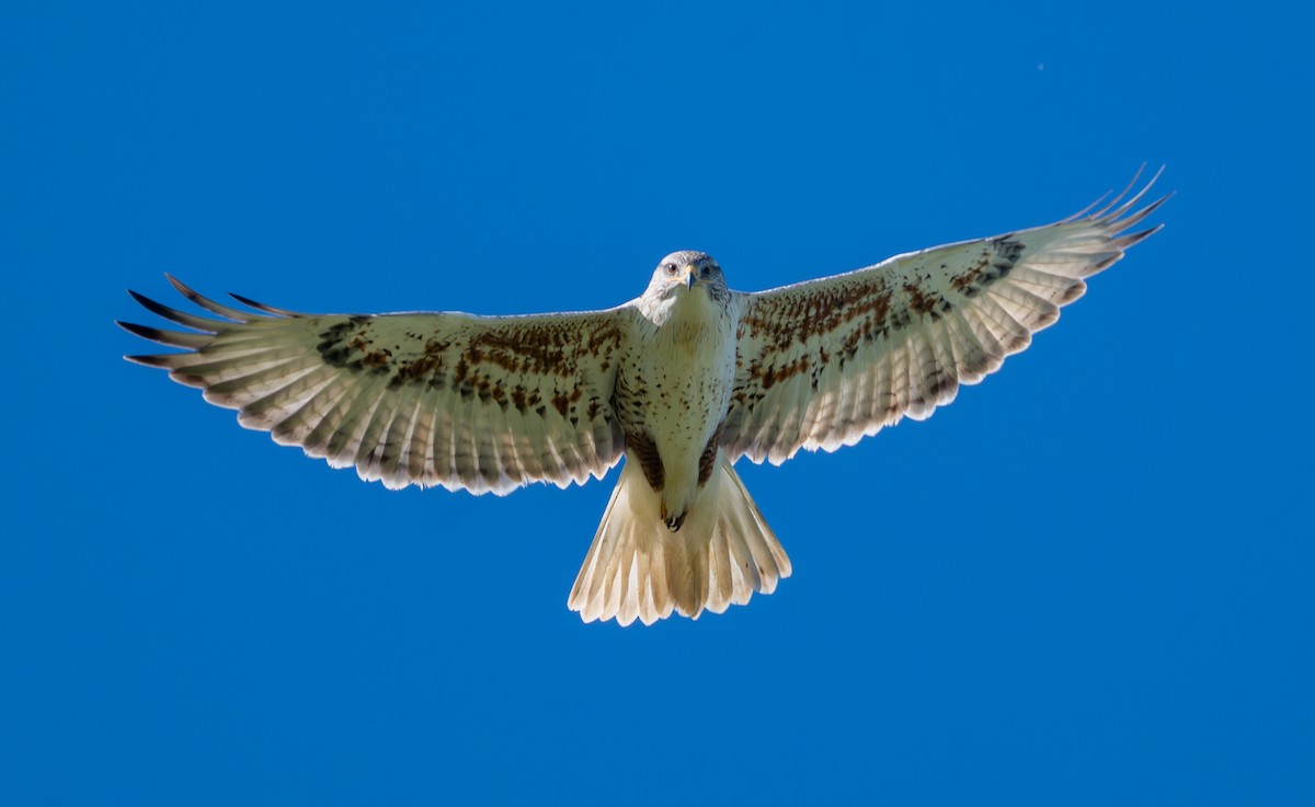 Ferruginous Hawk - ML649806441
