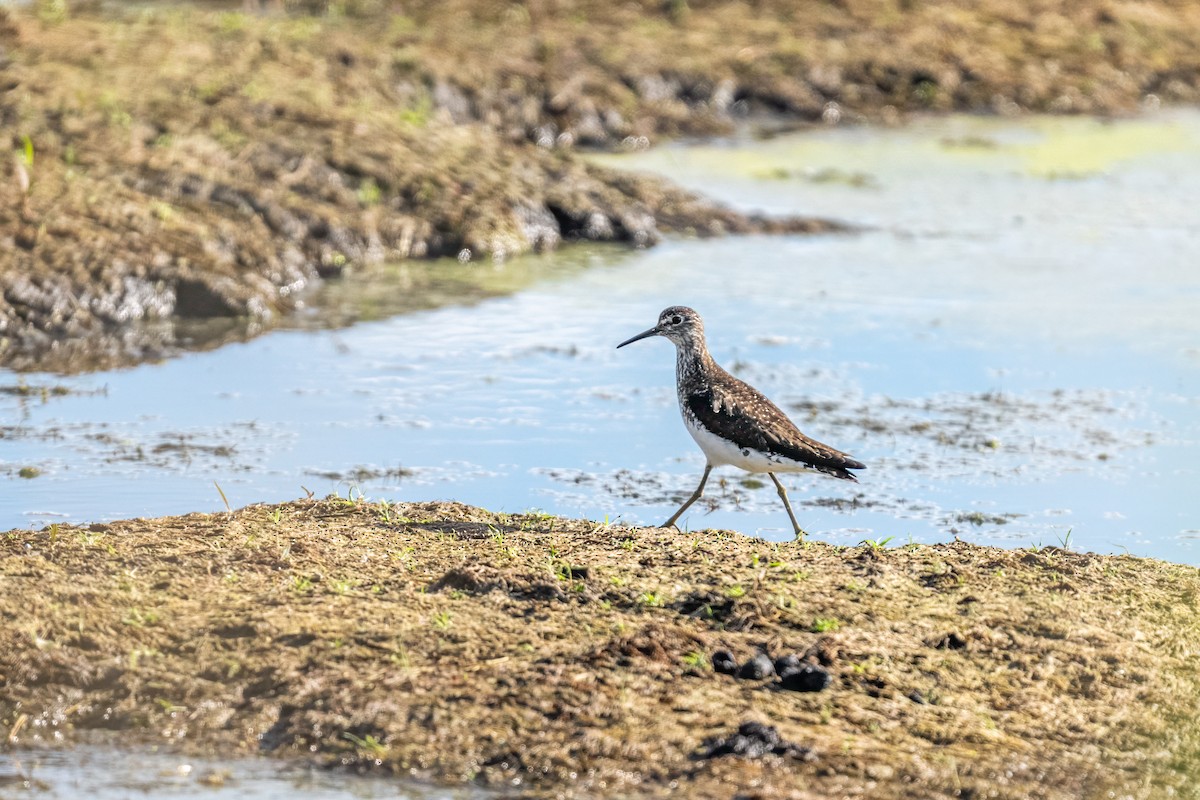 Solitary Sandpiper - ML649806538